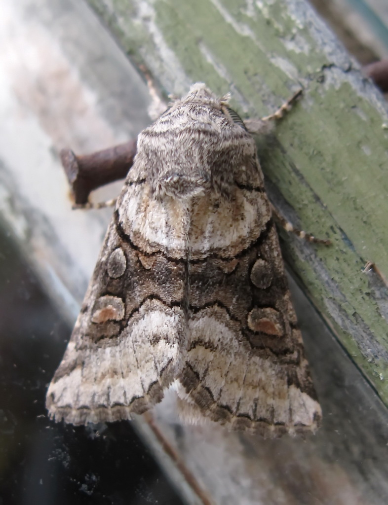 Episemini