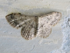 Scopula marginepunctata