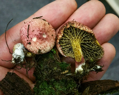 Suillus paluster