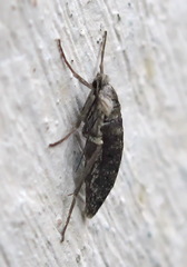 Deuterotinea casanella