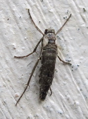 Deuterotinea casanella