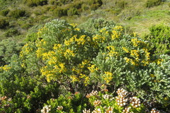 Brachyglottis cassinioides