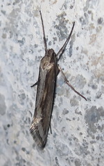 Deuterotinea casanella