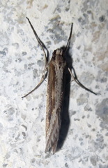 Deuterotinea casanella