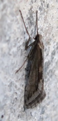 Deuterotinea casanella
