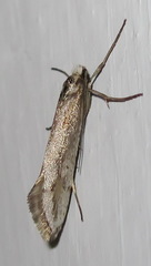 Deuterotinea casanella