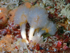 Aplidium punctum