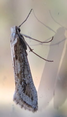 Deuterotinea casanella