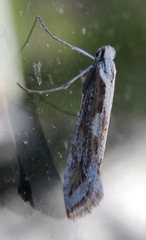 Deuterotinea casanella