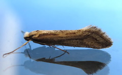 Deuterotinea casanella