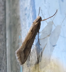 Deuterotinea casanella