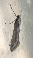Deuterotinea casanella