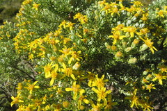 Brachyglottis cassinioides