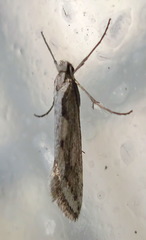 Deuterotinea casanella
