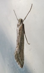 Deuterotinea casanella