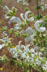 Salvia argentea