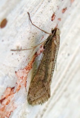 Deuterotinea casanella