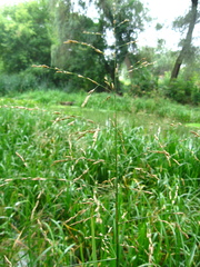 Glyceria arundinacea