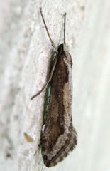 Deuterotinea casanella