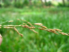Glyceria arundinacea