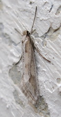 Deuterotinea casanella