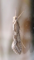 Deuterotinea casanella