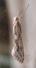 Deuterotinea casanella