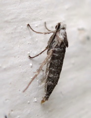 Deuterotinea casanella