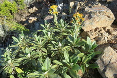 Brachyglottis revoluta