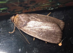 Amphipyra livida