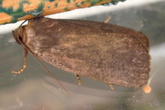 Amphipyra livida