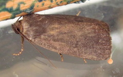 Amphipyra livida