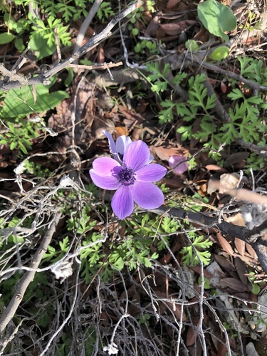 Anemone coronaria