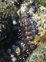 Acanthopleura echinata