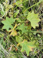 Alchemilla effusa