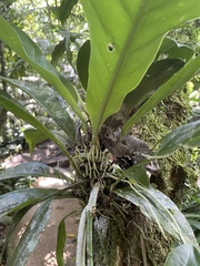 Anthurium consobrinum