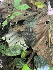 Goeppertia ornata