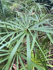 Cyperus luzulae