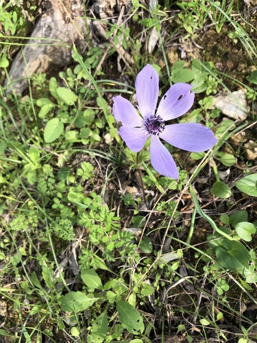 Anemone coronaria