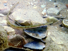 Syngnathus taenionotus