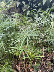 Cyperus luzulae
