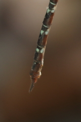 Austroaeschna cooloola