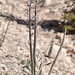 Thickstem Wild Cabbage - Photo (c) lonnyholmes, some rights reserved (CC BY-NC), uploaded by lonnyholmes