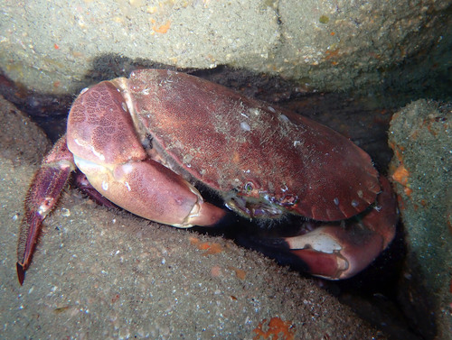 Edible Crab, photo 5 of 7