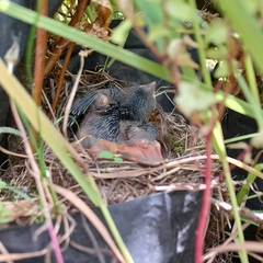 Zonotrichia capensis