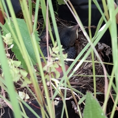 Zonotrichia capensis