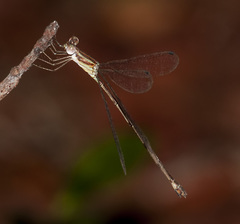 Lestes tenuatus