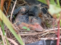 Zonotrichia capensis