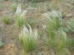 Stipa zalesskyi