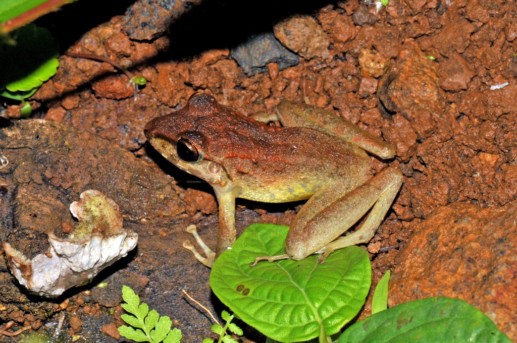 Angel Robber Frog